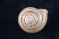 藏品(班卡拉蝸牛)的圖片